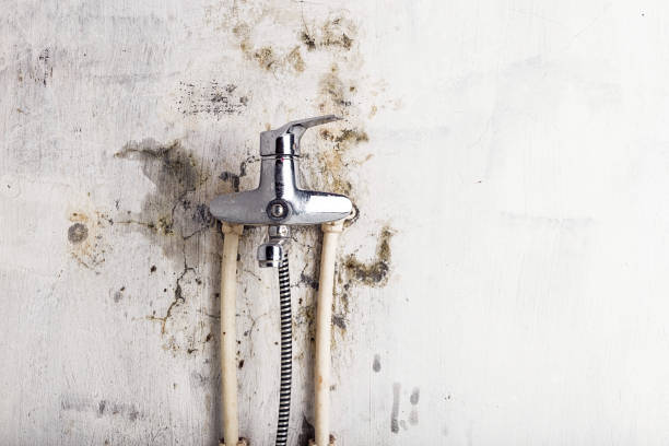 Best Mold Damage Repair  in Hamton, IL