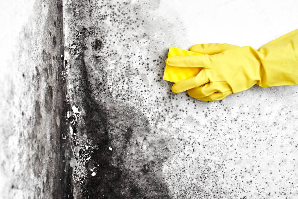 Best Crawl Space Mold Removal  in Hamton, IL