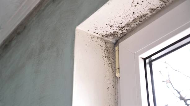 Professional Mold Removal in Hamilton, IL
