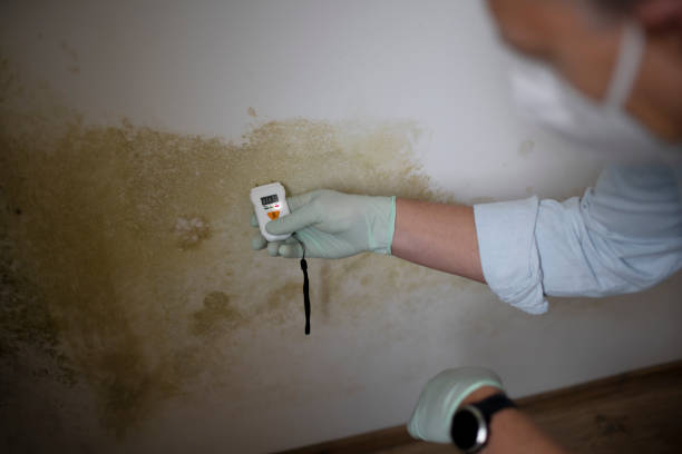 Best Professional Mold Removal  in Hamton, IL