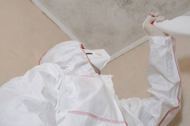 Best Toxic Mold Removal  in Hamton, IL
