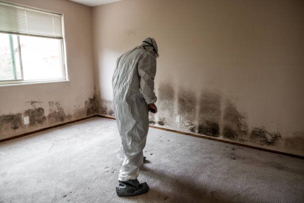 Trusted Hamilton, IL Mold Removal Experts