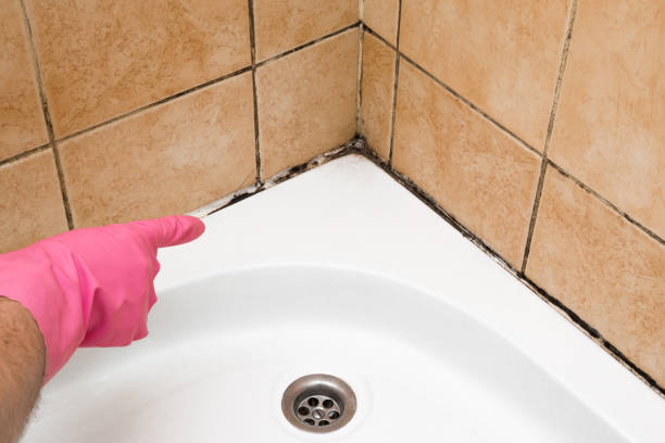 Best Local Mold Removal Service  in Hamton, IL
